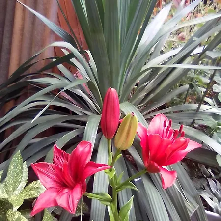 Teranuovo * بلغراد