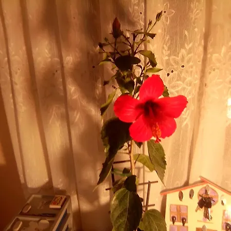 شقة Teranuovo بلغراد